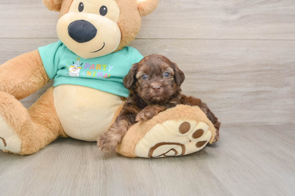 Petite Shih Poo Poodle Mix Pup