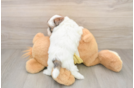 Funny Shih Poo Poodle Mix Pup