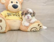 8 week old Shih Poo Puppy For Sale - Simply Southern Pups