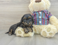 7 week old Shih Poo Puppy For Sale - Simply Southern Pups