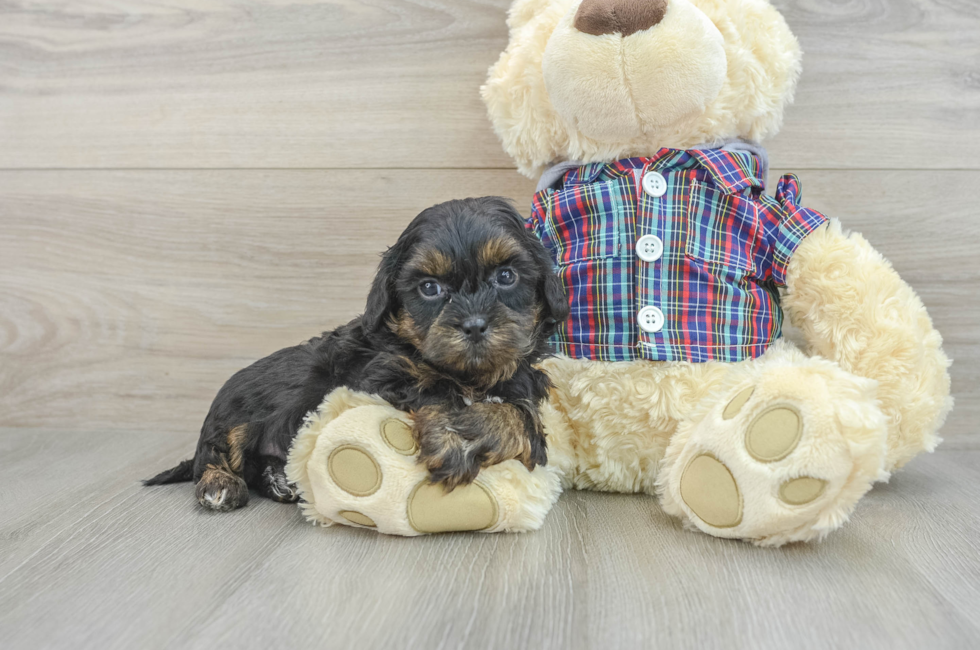 7 week old Shih Poo Puppy For Sale - Simply Southern Pups