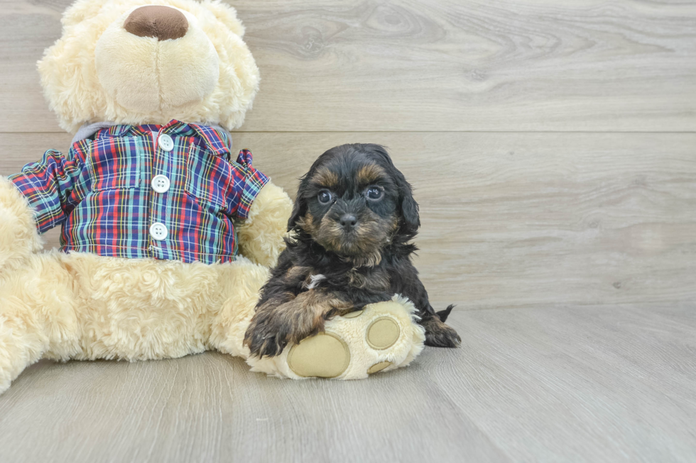 Best Shih Poo Baby