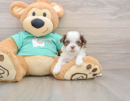 7 week old Shih Poo Puppy For Sale - Simply Southern Pups