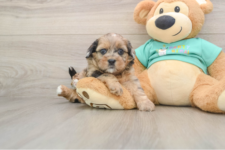 Shih Poo Pup Being Cute