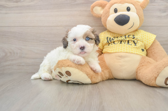 Shih Poo Pup Being Cute