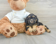 9 week old Shih Poo Puppy For Sale - Simply Southern Pups