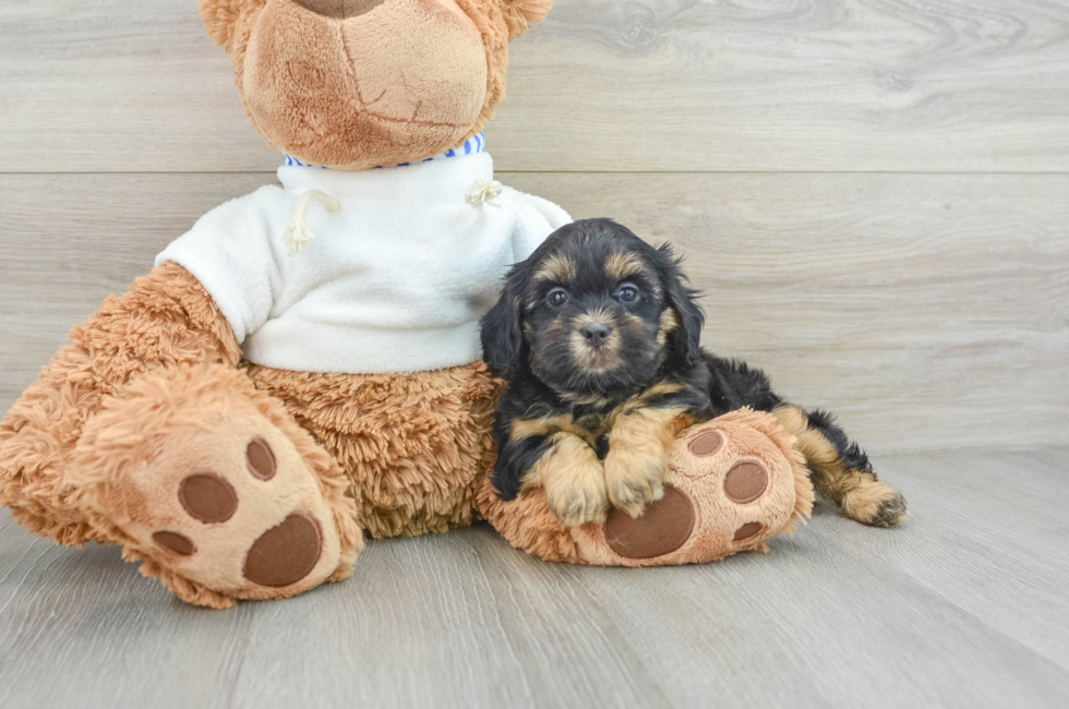 9 week old Shih Poo Puppy For Sale - Simply Southern Pups