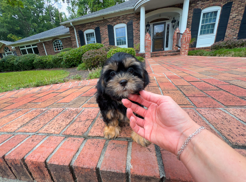 Cute Shoodle Poodle Mix Puppy