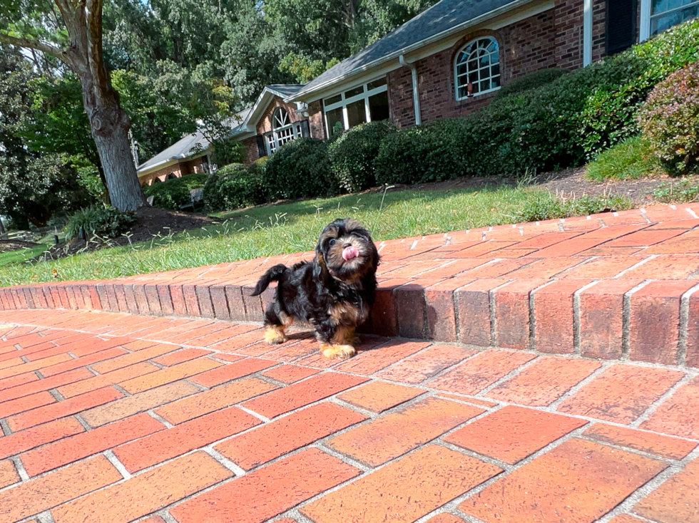 Cute Shoodle Poodle Mix Puppy