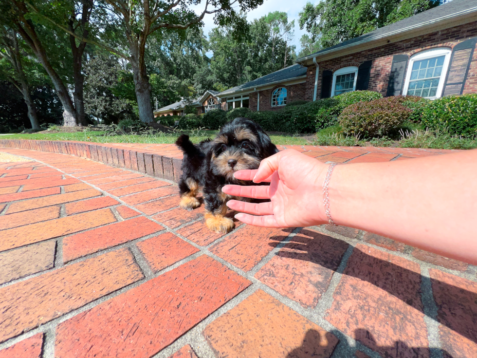 Cute Shih Poo Baby