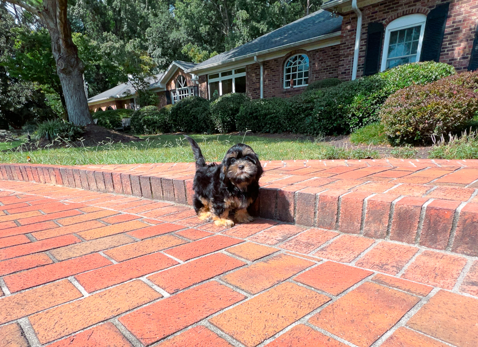 Shih Poo Pup Being Cute