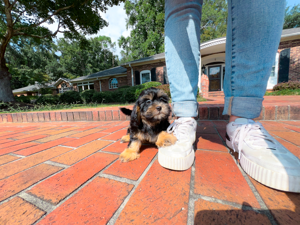 Cute Shoodle Poodle Mix Puppy