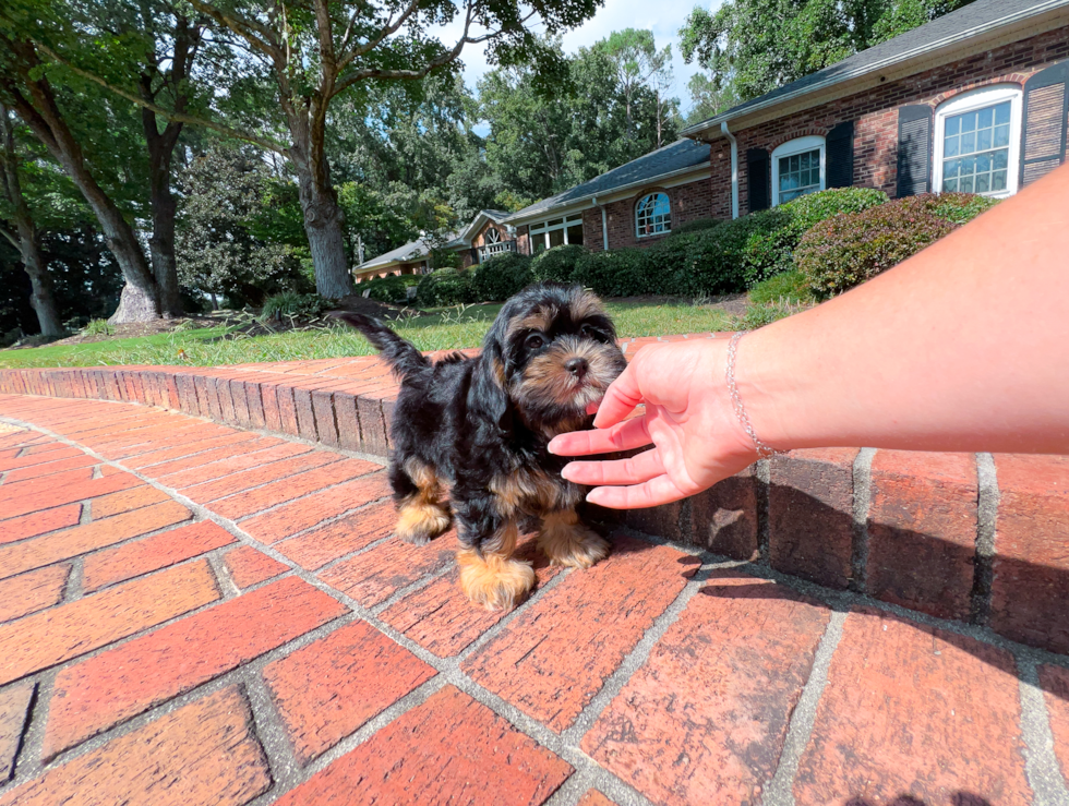 Shih Poo Pup Being Cute