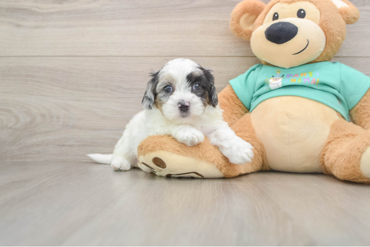 Shih Poo Puppy for Adoption