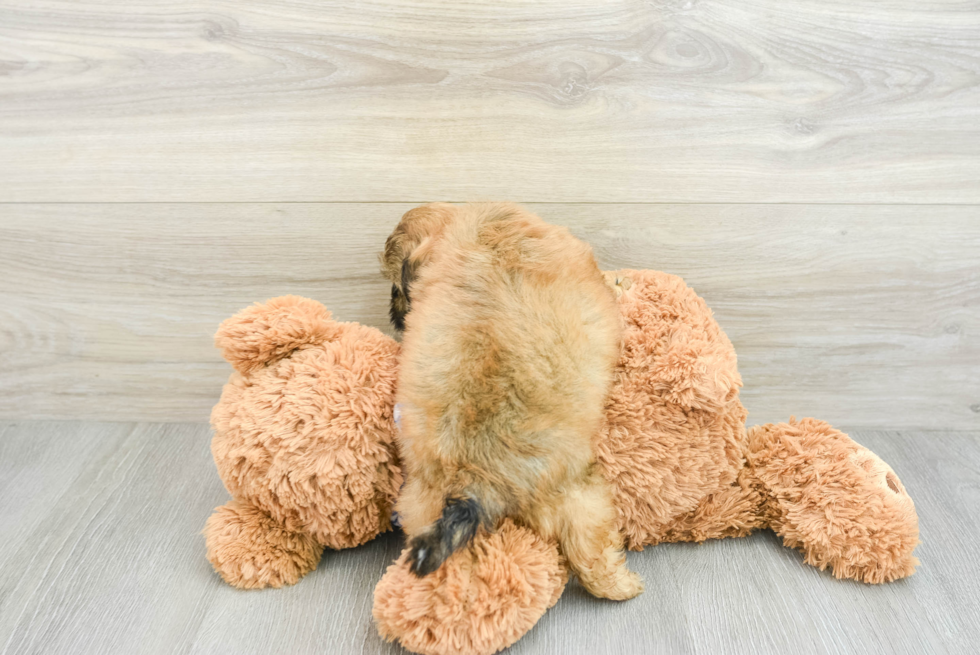 Shih Poo Pup Being Cute