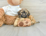 8 week old Shih Poo Puppy For Sale - Simply Southern Pups