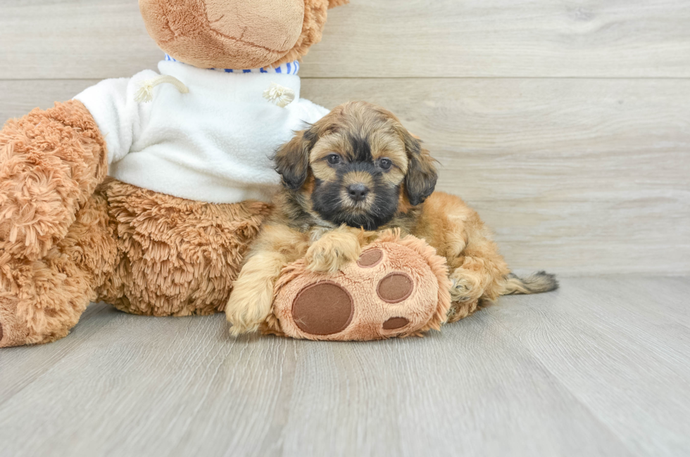 8 week old Shih Poo Puppy For Sale - Simply Southern Pups