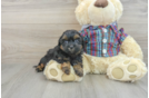 Shih Poo Puppy for Adoption