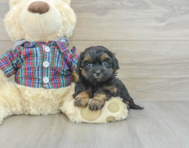 7 week old Shih Poo Puppy For Sale - Simply Southern Pups