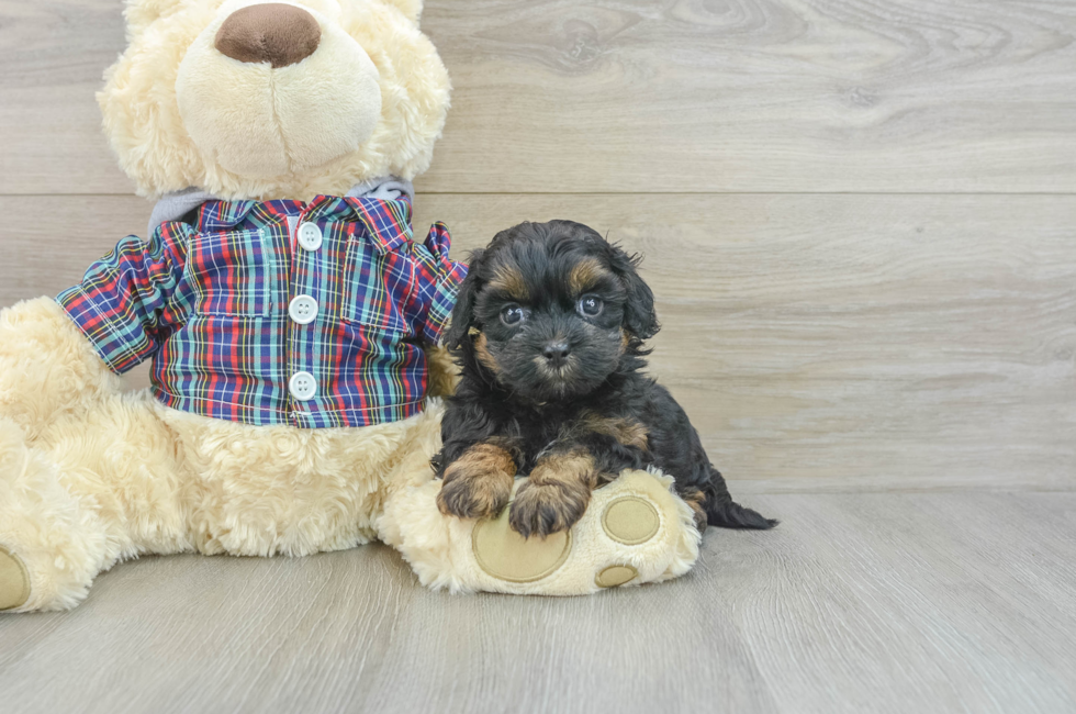 7 week old Shih Poo Puppy For Sale - Simply Southern Pups