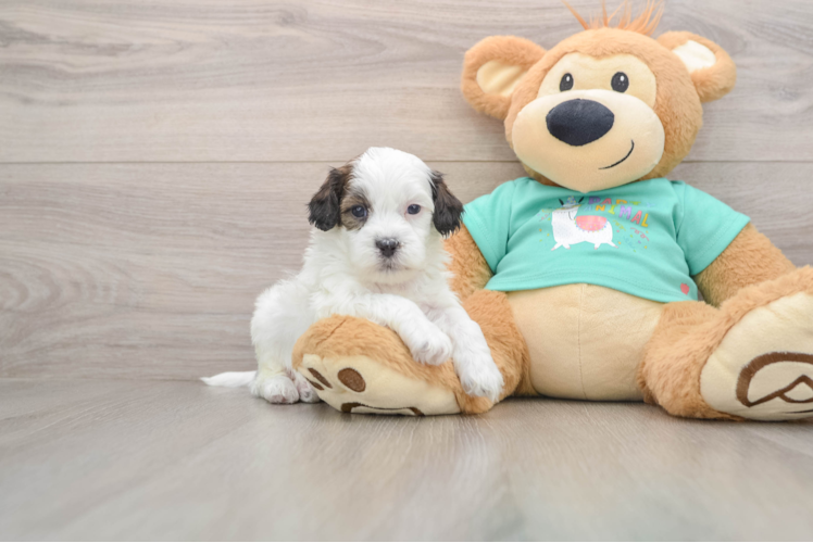 Popular Shih Poo Poodle Mix Pup
