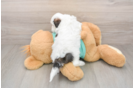 Shih Poo Puppy for Adoption