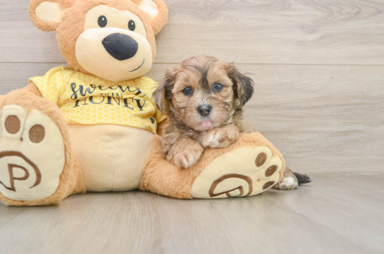 Popular Shih Poo Poodle Mix Pup