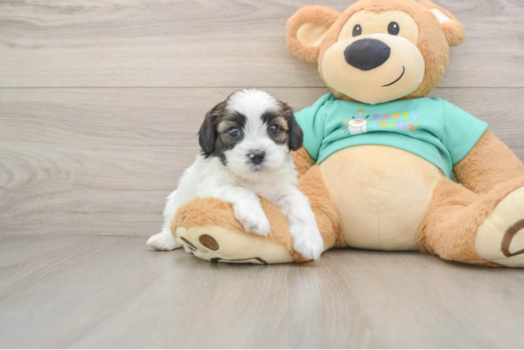 Sweet Shih Poo Baby