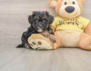 8 week old Shih Poo Puppy For Sale - Simply Southern Pups