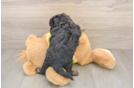 Cute Shih Poo Baby