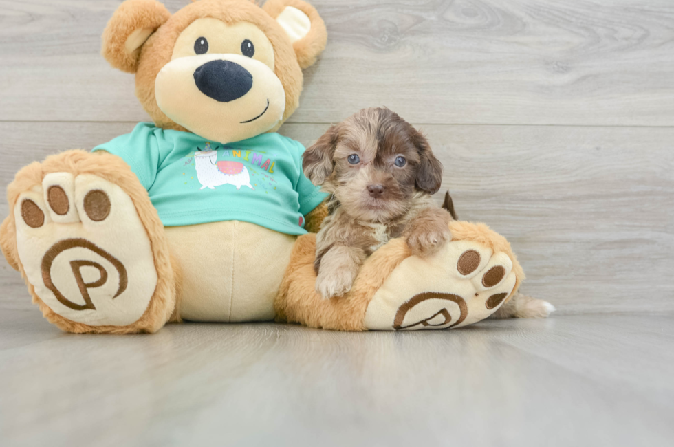 8 week old Shih Poo Puppy For Sale - Simply Southern Pups