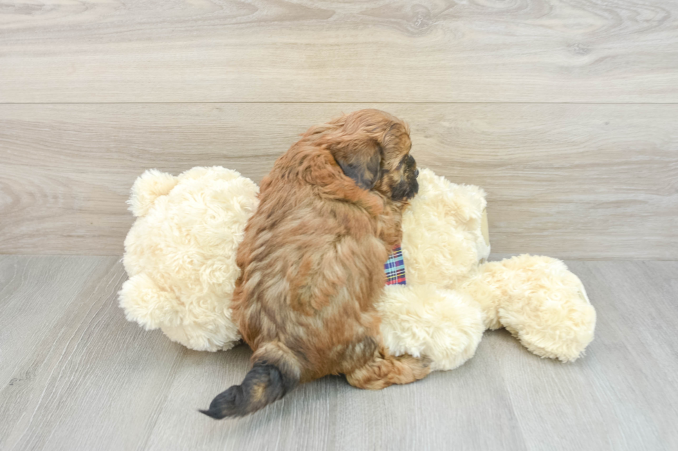 Shih Poo Pup Being Cute