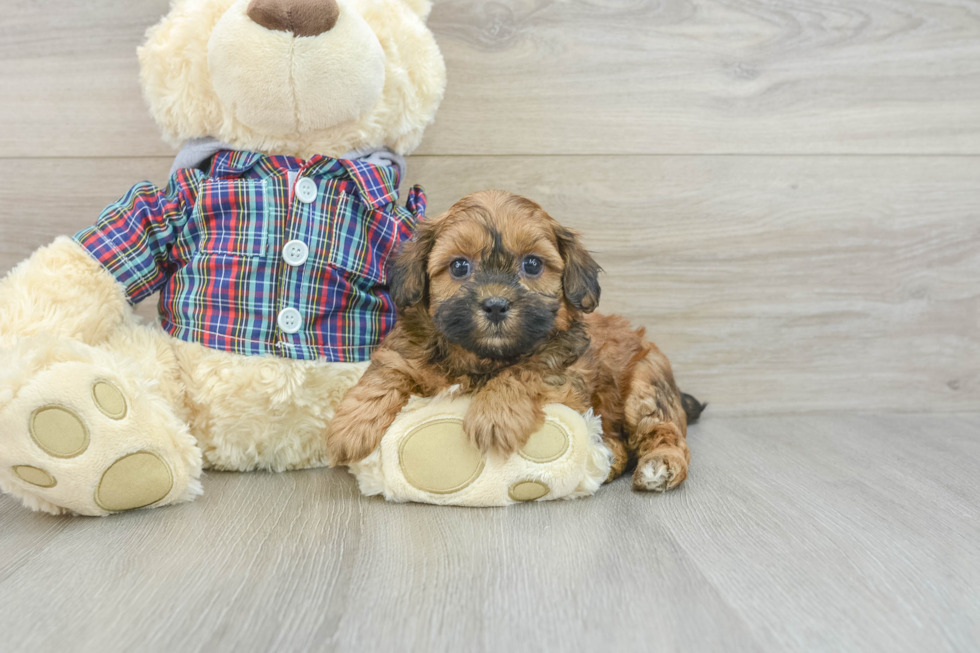 Energetic Shih Poo Poodle Mix Puppy