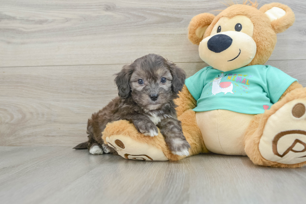 Best Shih Poo Baby