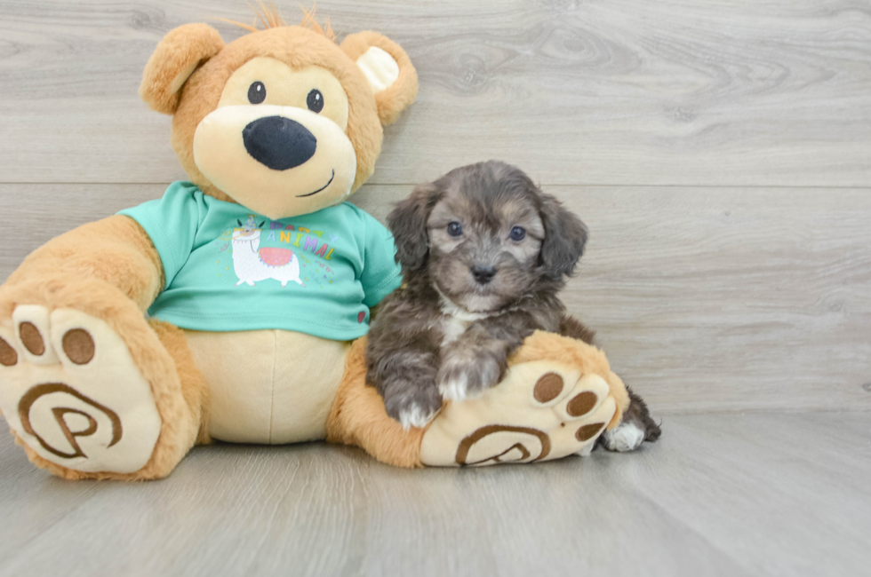 8 week old Shih Poo Puppy For Sale - Simply Southern Pups