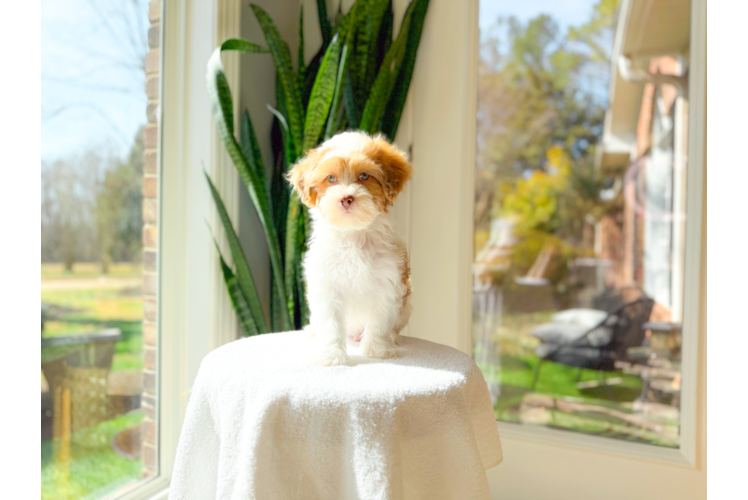 Shih Poo Puppy for Adoption