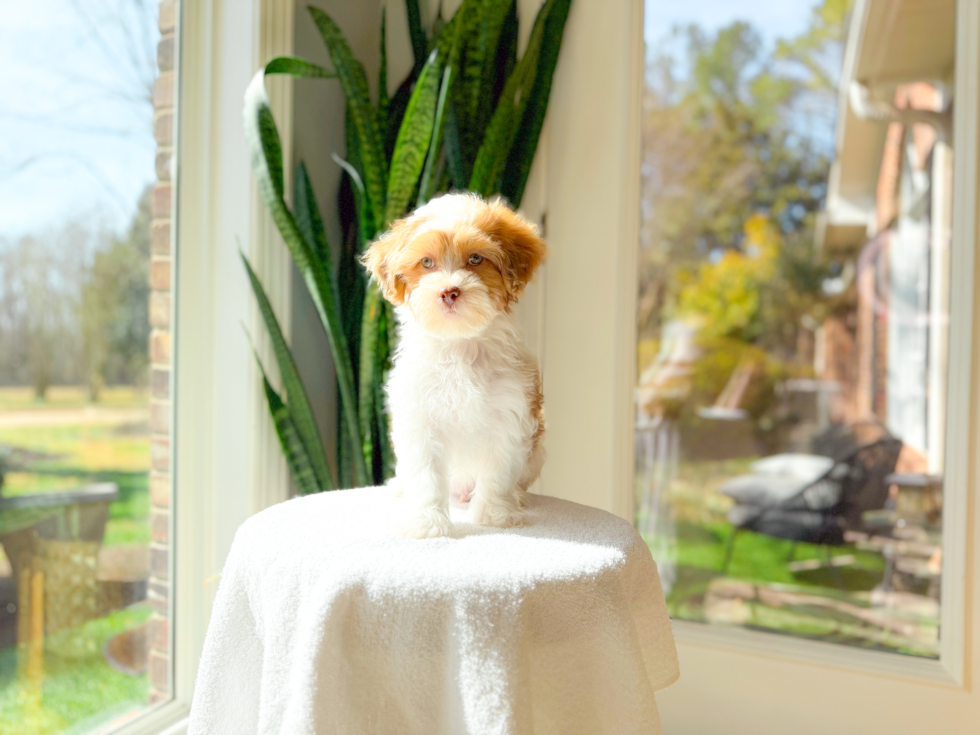 Shih Poo Puppy for Adoption