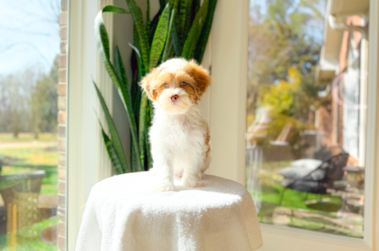 Shih Poo Puppy for Adoption