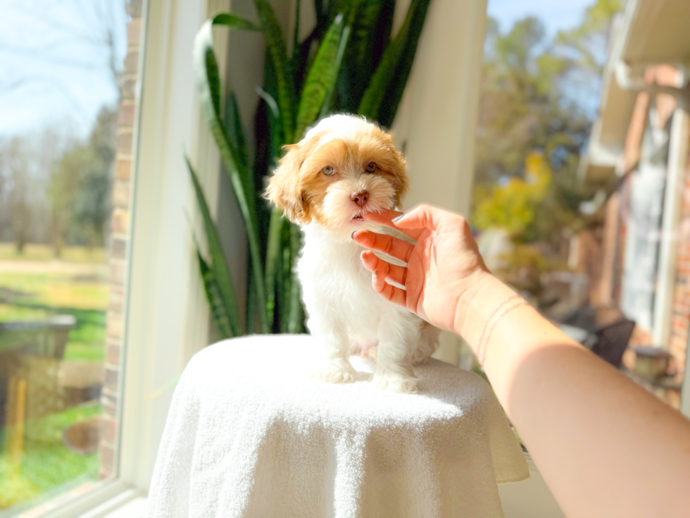 Shih Poo Pup Being Cute