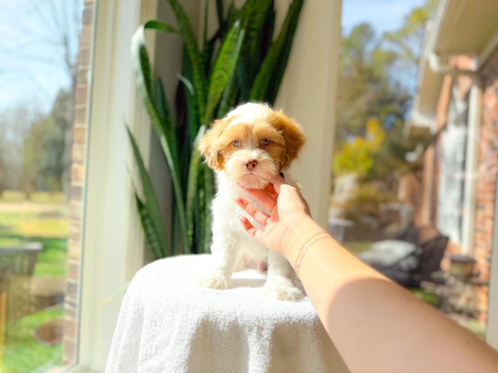 Cute Shih Poo Poodle Mix Pup