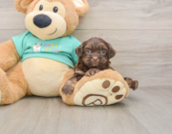 8 week old Shih Poo Puppy For Sale - Simply Southern Pups