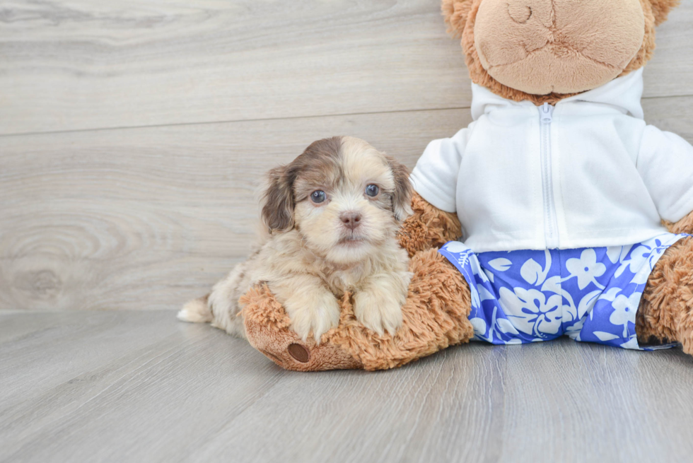 Cute Shih Poo Baby