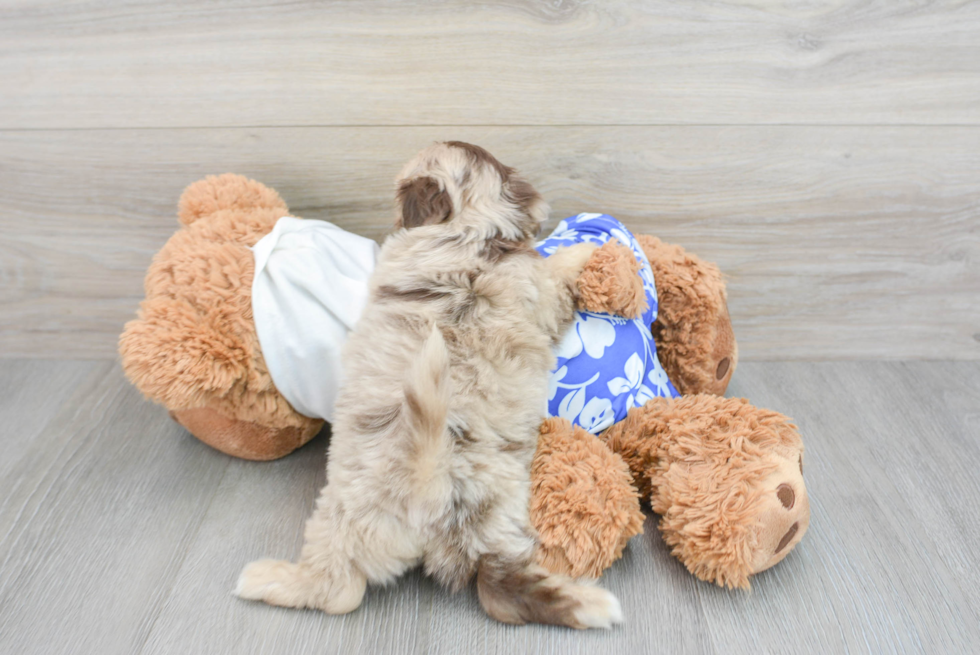 Smart Shih Poo Poodle Mix Pup