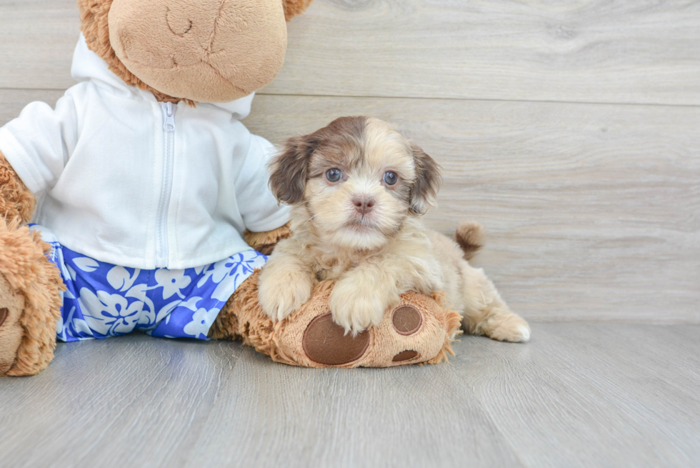 Playful Shihpoo Poodle Mix Puppy