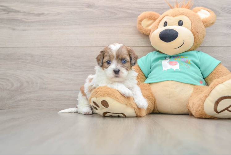 Friendly Shih Poo Baby