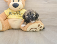 9 week old Shih Poo Puppy For Sale - Simply Southern Pups