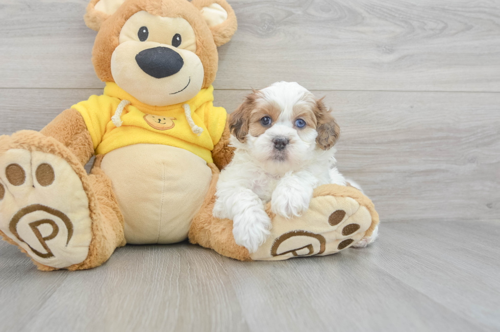 6 week old Shih Poo Puppy For Sale - Simply Southern Pups