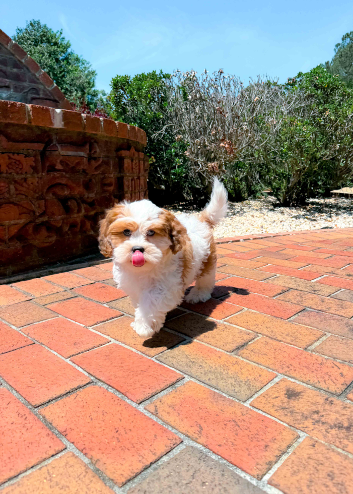 Cute Shih Poo Poodle Mix Pup