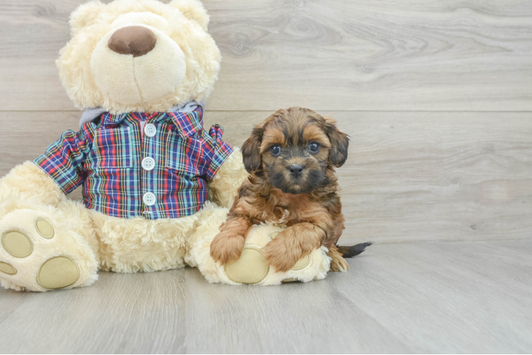 Happy Shih Poo Baby