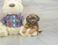 7 week old Shih Poo Puppy For Sale - Simply Southern Pups